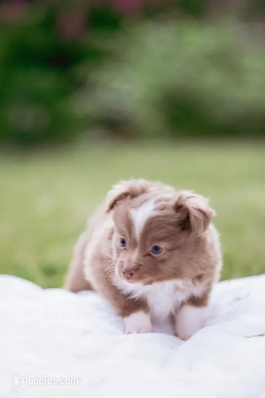 Skunk  – Toy Australian Shepherd puppy for sale in Eugene, OR