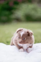 Skunk , a female Toy Australian Shepherd for sale in Eugene, OR – 1 of 5