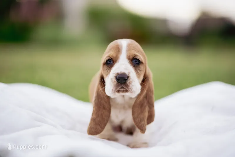 Shortie – Basset Hound puppy for sale in Eugene, OR