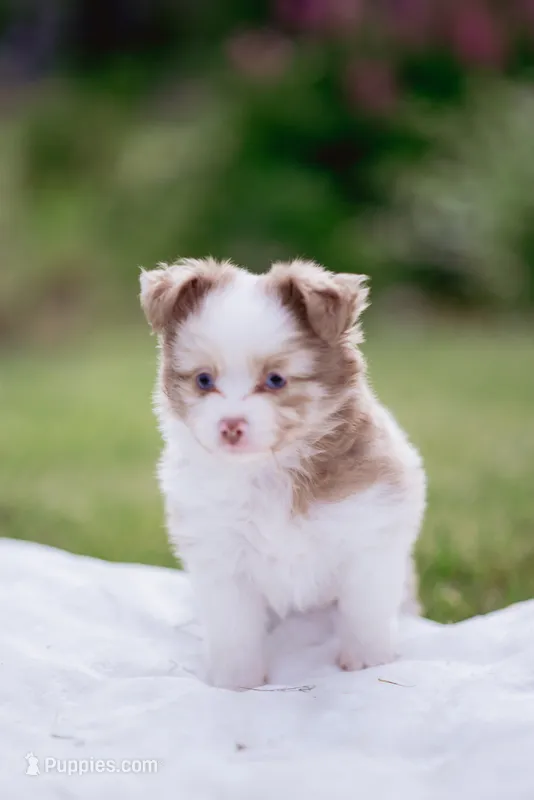 Cupid 💘  – Toy Australian Shepherd puppy for sale in Eugene, OR