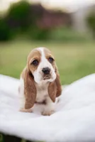 Shortie, a male Basset Hound for sale in Eugene, OR – 3 of 4