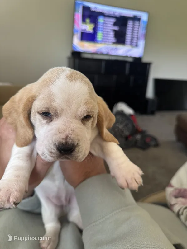 Dumbo  – Basset Hound puppy for sale in Eugene, OR