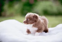 Skunk , a female Toy Australian Shepherd for sale in Eugene, OR – 4 of 5