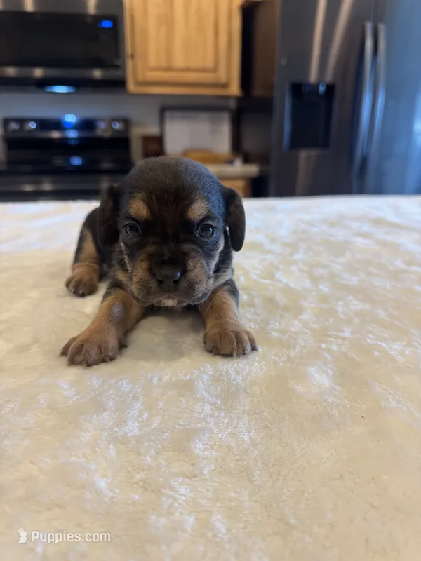 Hazel – French Bulldog, Basset Hound puppy for sale in Eugene, OR