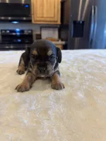 Hazel, a female French Bulldog and Basset Hound for sale in Eugene, OR – 1 of 5