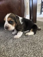 Tank , a male Basset Hound for sale in Eugene, OR – 3 of 3
