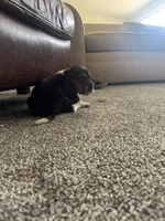 Stumpy, a female Basset Hound for sale in Eugene, OR – 2 of 2