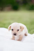 Blondie , a male French Bulldog and Basset Hound for sale in Eugene, OR – 2 of 4