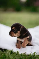 Hazel, a female French Bulldog and Basset Hound for sale in Eugene, OR – 8 of 9