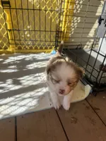 Cupid 💘 , a female Toy Australian Shepherd for sale in Eugene, OR – 4 of 10