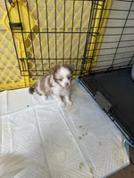 Cupid 💘 , a female Toy Australian Shepherd for sale in Eugene, OR – 10 of 10