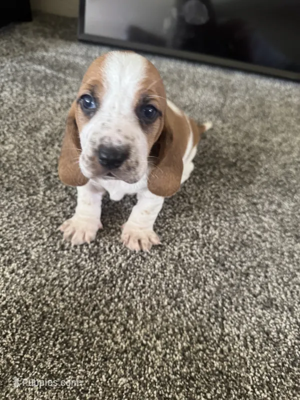 Eeyore – Basset Hound puppy for sale in Eugene, OR