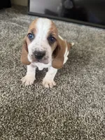 Eeyore, a female Basset Hound for sale in Eugene, OR – 1 of 3