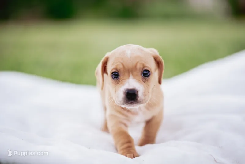 Sadie  – French Bulldog, Basset Hound puppy for sale in Eugene, OR