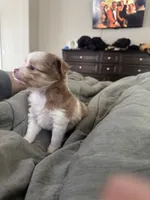 Cupid 💘 , a female Toy Australian Shepherd for sale in Eugene, OR – 7 of 10