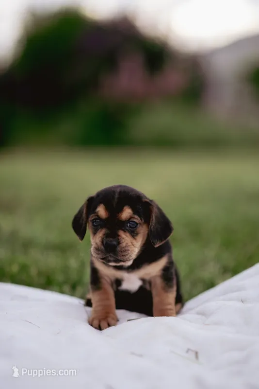 Remi – French Bulldog, Basset Hound puppy for sale in Eugene, OR