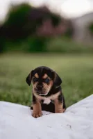 Remi, a female French Bulldog and Basset Hound for sale in Eugene, OR – 1 of 4