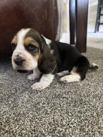 Tank , a male Basset Hound for sale in Eugene, OR – 2 of 3