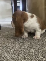 Shortie, a male Basset Hound for sale in Eugene, OR – 7 of 7