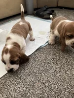 Wobbles , a male Basset Hound for sale in Eugene, OR – 3 of 8