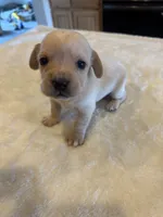 Blondie , a male French Bulldog and Basset Hound for sale in Eugene, OR – 5 of 10