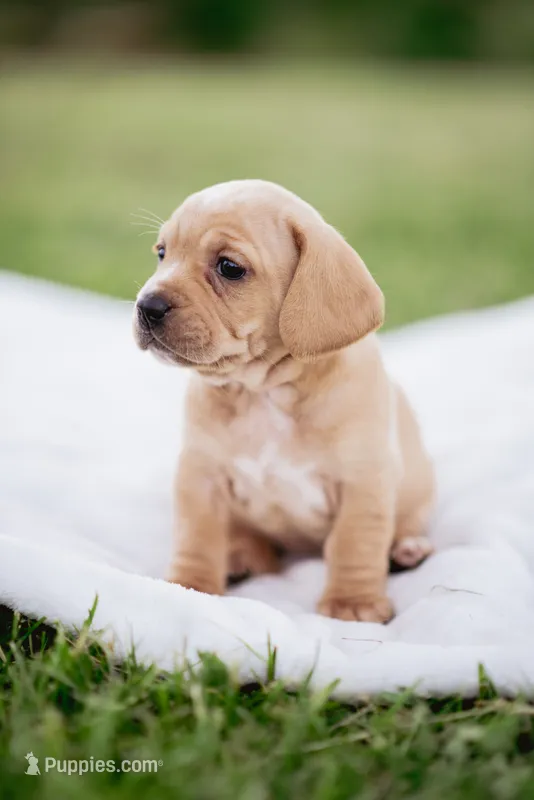 Stella – French Bulldog, Basset Hound puppy for sale in Eugene, OR