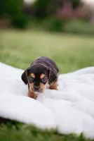 Hazel, a female French Bulldog and Basset Hound for sale in Eugene, OR – 5 of 9