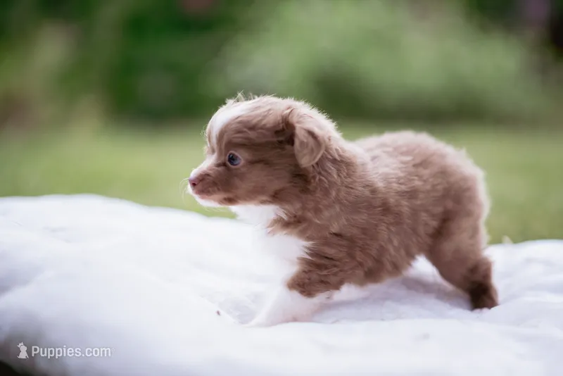 Skunkey  – Toy Australian Shepherd puppy for sale in Eugene, OR