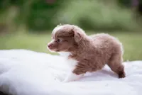 Skunk , a female Toy Australian Shepherd for sale in Eugene, OR – 3 of 5