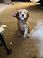 processed/5bb78e5e-b2e7-4f74-88d8-e12b73a798a6/listing/939624db-2e64-4b26-9566-cff335f98453/4d4f4de2-dc4c-4a0a-84fa-c79dd321991a