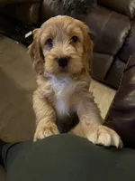 processed/5bb78e5e-b2e7-4f74-88d8-e12b73a798a6/listing/939624db-2e64-4b26-9566-cff335f98453/6e913c99-a3d9-4422-ab05-7cc1bf428c87