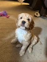 processed/5bb78e5e-b2e7-4f74-88d8-e12b73a798a6/listing/939624db-2e64-4b26-9566-cff335f98453/cbe52b35-646d-4ff3-9f48-c8b81fb51420