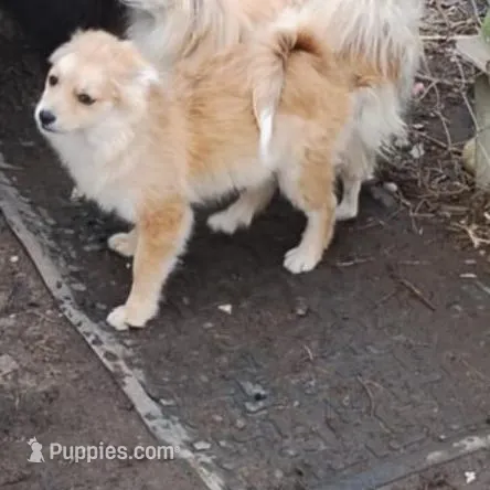 Not named, a female Pomeranian for sale in Ider, AL – Photo 2 of 2
