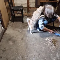 Not named, a female Pomeranian for sale in Ider, AL – Photo 1 of 2