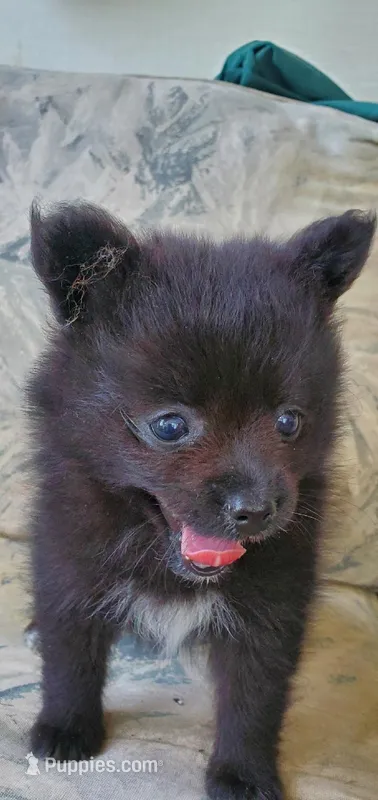 (not named) – Pomeranian puppy for sale in Ider, AL