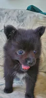 (not named), a female Pomeranian for sale in Ider, AL – 1 of 1