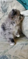 Blue Merle, a male Pomeranian for sale in Ider, AL – 3 of 3