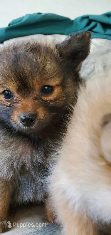 (not named) – Pomeranian puppy for sale in Ider, AL