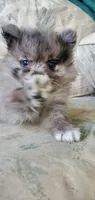Blue Merle, a male Pomeranian for sale in Ider, AL – 2 of 3