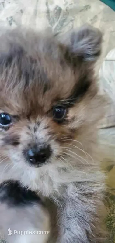 Blue Merle – Pomeranian puppy for sale in Ider, AL