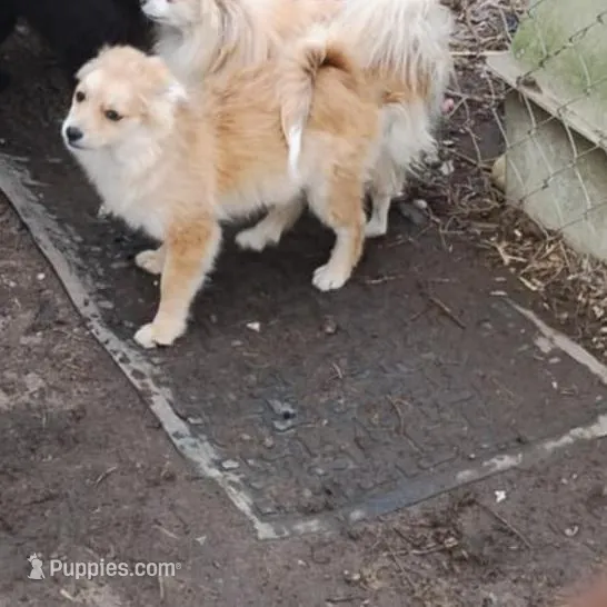 Not named, a female Pomeranian for sale in Ider, AL – Photo 2 of 2