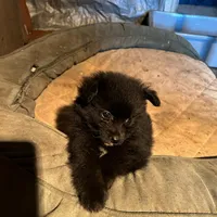 Not named, a male Pomeranian for sale in Ider, AL – Photo 1 of 4