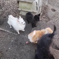 Not named, a male Pomeranian for sale in Ider, AL – Photo 4 of 4