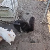 Not named, a male Pomeranian for sale in Ider, AL – Photo 3 of 4