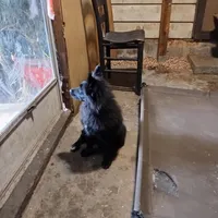 Not named, a male Pomeranian for sale in Ider, AL – Photo 2 of 4