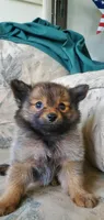 (not named), a male Pomeranian for sale in Ider, AL – 2 of 2