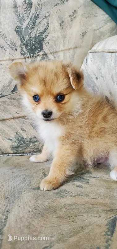 Blue Eyes (not named) – Pomeranian puppy for sale in Ider, AL