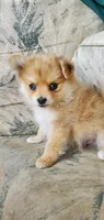 Blue Eyes (not named), a male Pomeranian for sale in Ider, AL – 1 of 1