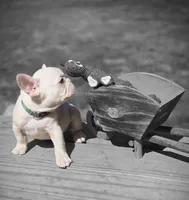(Green Male) Ziggy Lilac Platinum, a male French Bulldog for sale in Comstock Park, MI – 8 of 10