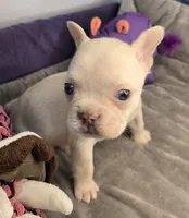 (Purple) Yara Lilac Platinum, a female French Bulldog for sale in Comstock Park, MI – 7 of 10